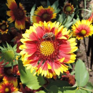 Gaillardia Aristata