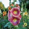 Hollyhock Flower Seeds