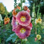 Hollyhock Flower Seeds
