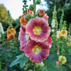Hollyhock Flower Seeds