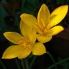 Yellow Rain Lily flowers (Zephyranthes)