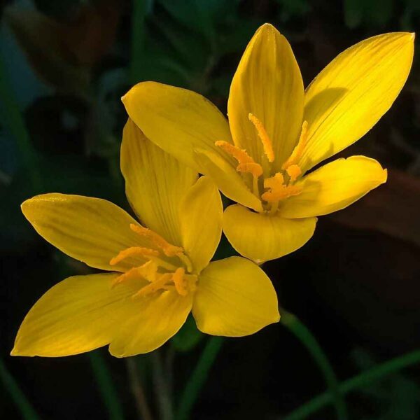 Yellow Rain Lily flowers (Zephyranthes)