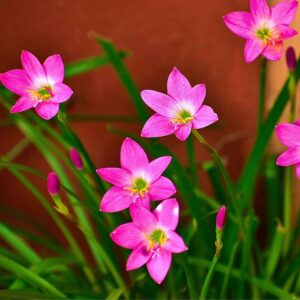 Rain Lily flowers (Zephyranthes)