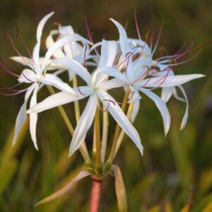 Crinum Asiaticum,