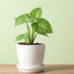 Syngonium Sapling Plant