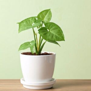 Syngonium Sapling Plant