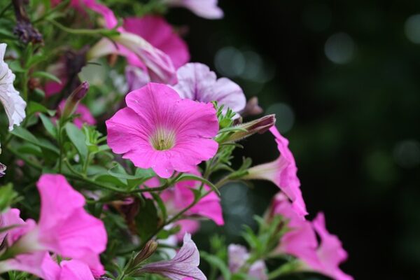 morning-glory