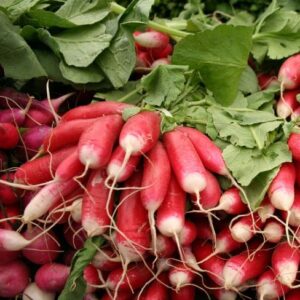 Red Long Radish Seeds