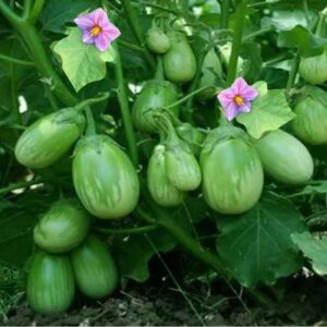 Green round brinjal seeds