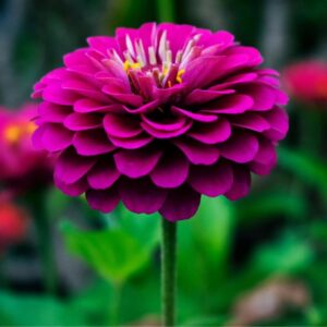 Zinnia Double Purple Flower Seeds