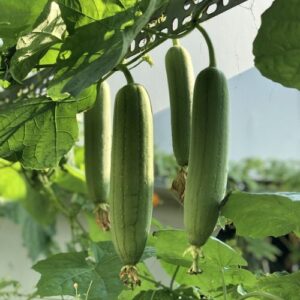 Sponge gourd seeds