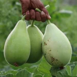 Round bottle gourd seeds