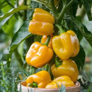Yellow capsicum seeds