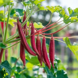 Red okra seeds