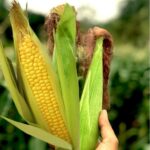 Corn seeds