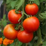 Tomato seeds