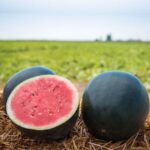 Watermelon seeds