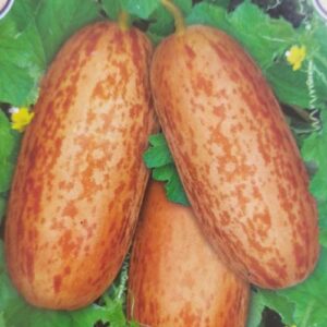 Foot Kakkadi (Spotted Melon) Seeds