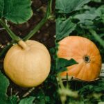 Desi Pumpkin