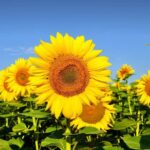 Sunflower Seeds