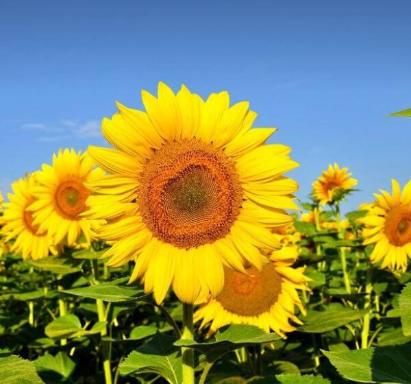 Sunflower Seeds