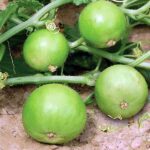 Tinda Seeds