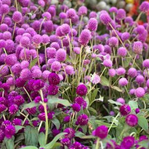 gomphrena