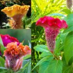 Cockscomb flower Seeds