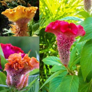 Cockscomb flower Seeds