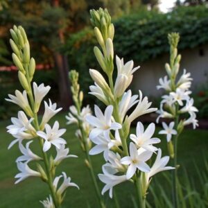 Rajnigandha Double Petal Flower Bulb
