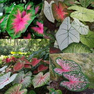 Caladium Mixed Bulbs