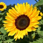 sunflower Miniature