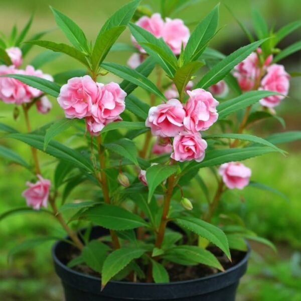Balsam