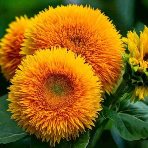 sunflower sungold tall