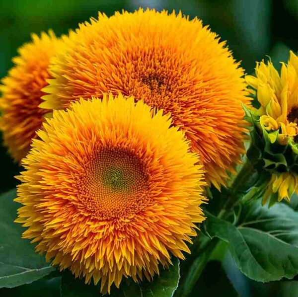 sunflower sungold tall