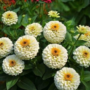 zinnia white flower seeds