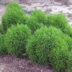 Kochia seeds