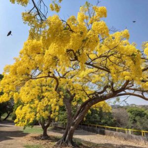 Amaltas Tree Seeds
