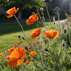 Orange Poppy