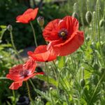 Poppy Red Flower