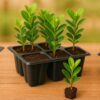 Ficus Moclame sapling