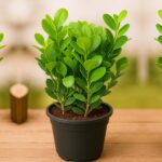 Ficus Moclame