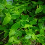 Turtle Vine