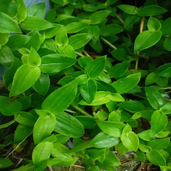 Turtle Vine