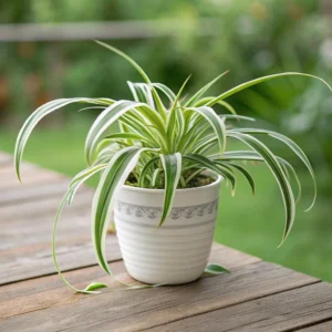 spider plant
