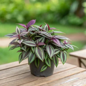 Wandering Jew