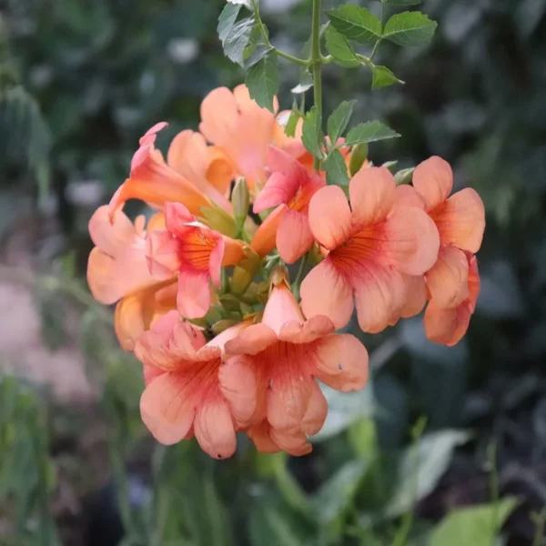 Trumpet Creeper