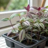 tradescantia-zebrina-saplings
