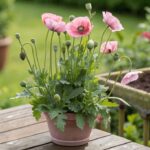 pink poppy