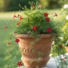Cypress Vine seeds